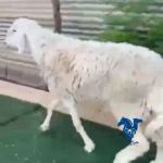 فحل للبيع