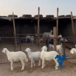 خلفات تامات