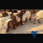 رخال صافي