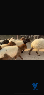 ⁦رخال صافي⁩ - الصورة ⁦2⁩