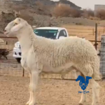 فحل كفو