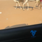 خلفه كفو
