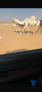 خلفه كفو