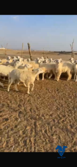 رخال كفو