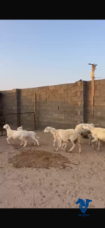 ⁦خلفات تامات⁩ - الصورة ⁦2⁩