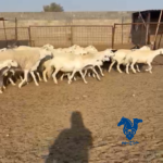 غنم طيبه صنف