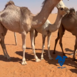 بكره طيبه حيسونيه