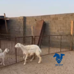 رخل طيبه