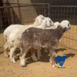 خروفين ورخلين
