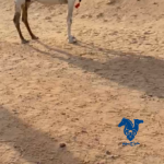 ضريبه كفو