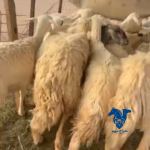 غنم طيبه