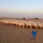 غنم طيبه جدا