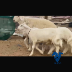 فحول طيبه صنف