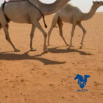 خلفه طيبه معها قعود كفو