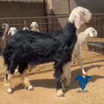 خرفان ثنين