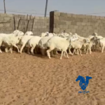 رخال صنف