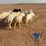 رخال طيبه