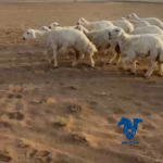 رخال طيبه