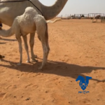 ناقه كفو