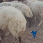 غنم مراحح