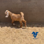 جفره للبيع