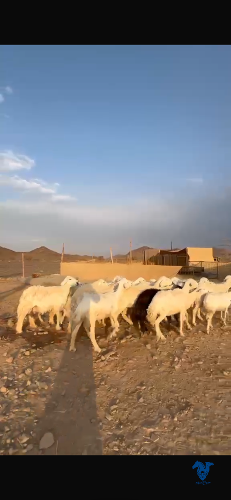 image_picker_85805368-8B7A-47F5-A851-065D2CA97228-26582-000003E9A5D84FC8 غنم جنله - الصورة 1