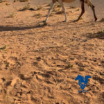 ناقه