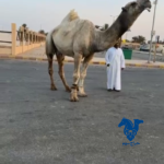 بعير طيب