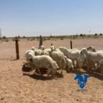 رخال طيبه