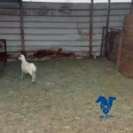رخل طيبه