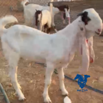 جفرات معهن تيس صنف