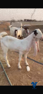 جفرات معهن تيس صنف