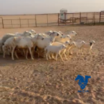 غنم طيبه