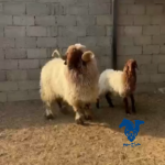 خلفه نعيميه