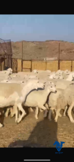 مراح كامل