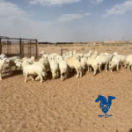 رخال ملكيه