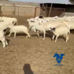 غنم طيبه