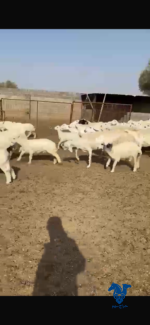 غنم طيبه