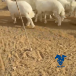 طليان