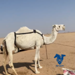 ضريبه
