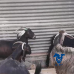 معزا