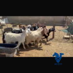 معزا طيبه
