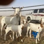 عنز مشروكة معها ثنين