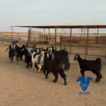 جفرات وتيوس