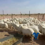 رخال بفحلها