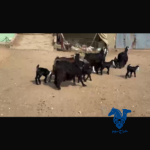 معزا طيبه