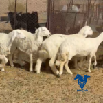 رخال طيبات