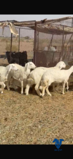 رخال طيبات