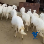 غنم طيبات