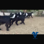 جفارات طيبه